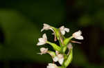 Small green wood orchid